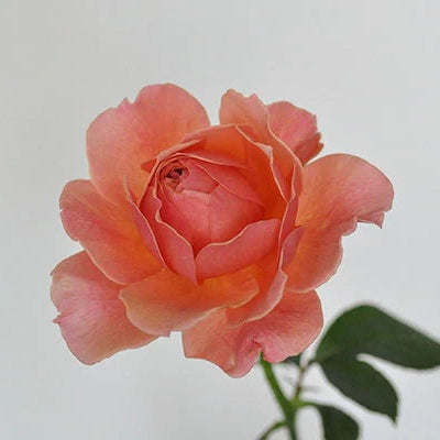 Wabara® Kaolikazali® Potted Rose Bush
