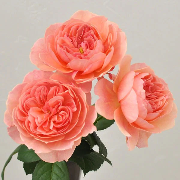 Wabara® Kaolikazali® Potted Rose Bush