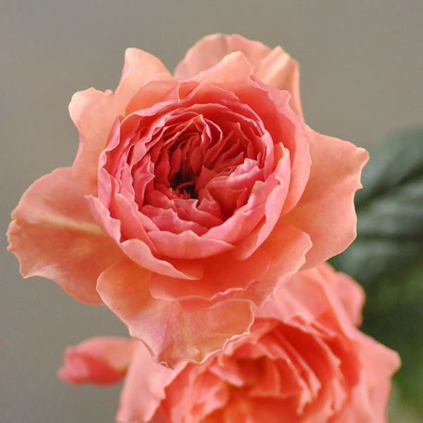 Wabara® Kaolikazali® Potted Rose Bush