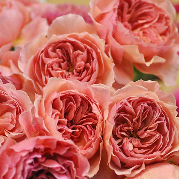 Wabara Kaolikazali Rose | Japanese Garden Rose | Grace Rose Farm