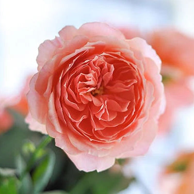 Wabara® Kaolikazali® Potted Rose Bush