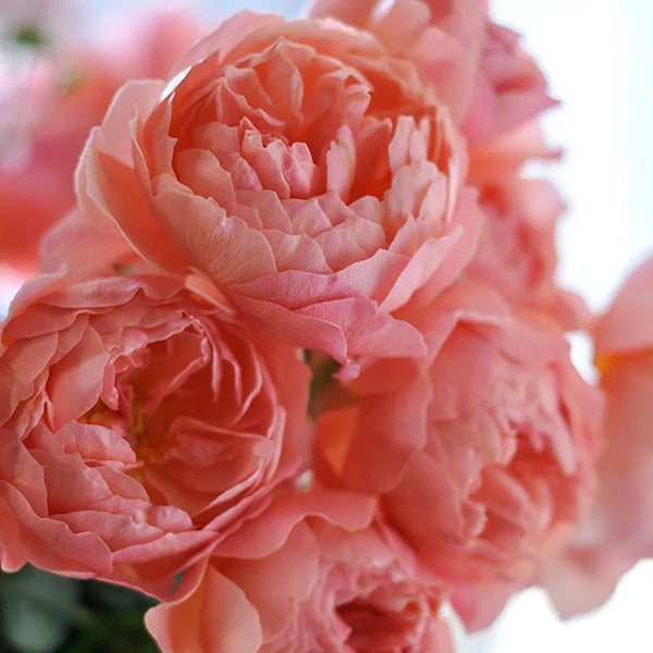 Wabara® Kaolikazali® Potted Rose Bush