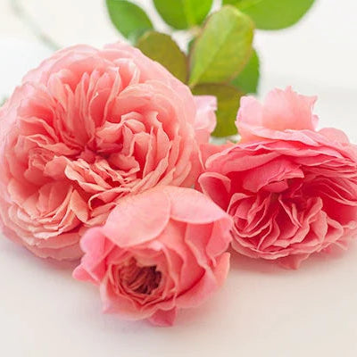 Wabara® Kaolikazali® Potted Rose Bush