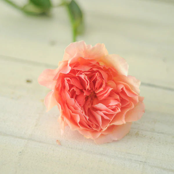 Wabara® Kaolikazali® Potted Rose Bush