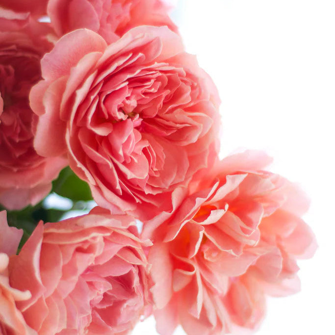 Wabara® Kaolikazali® Potted Rose Bush