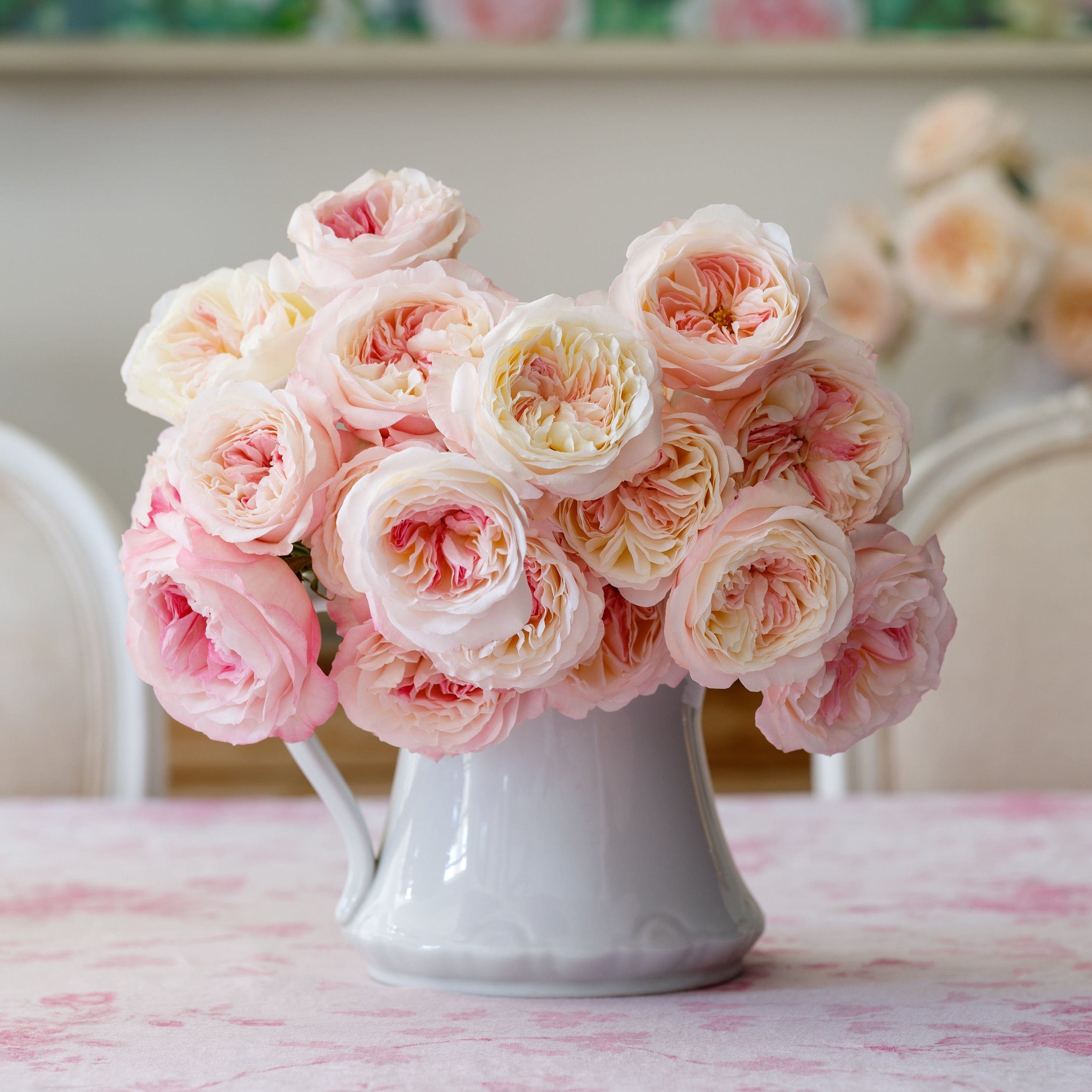 Kiera David Austin Rose Bush | Grace Rose Farm