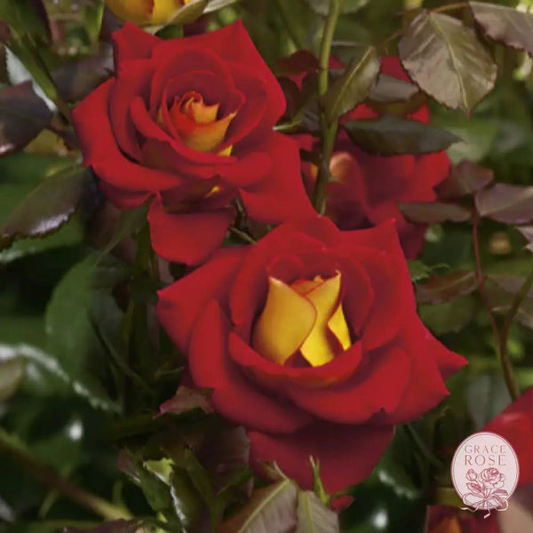 Rose Bush Collection – Grace Rose Farm