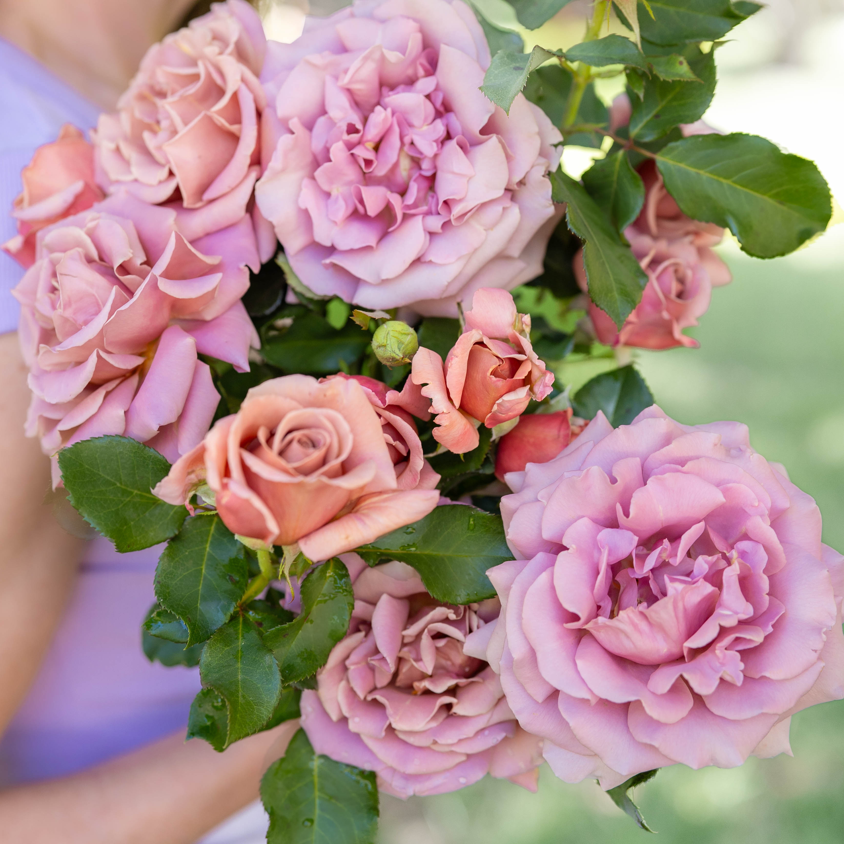 Koko Loko™ Potted Tree Rose