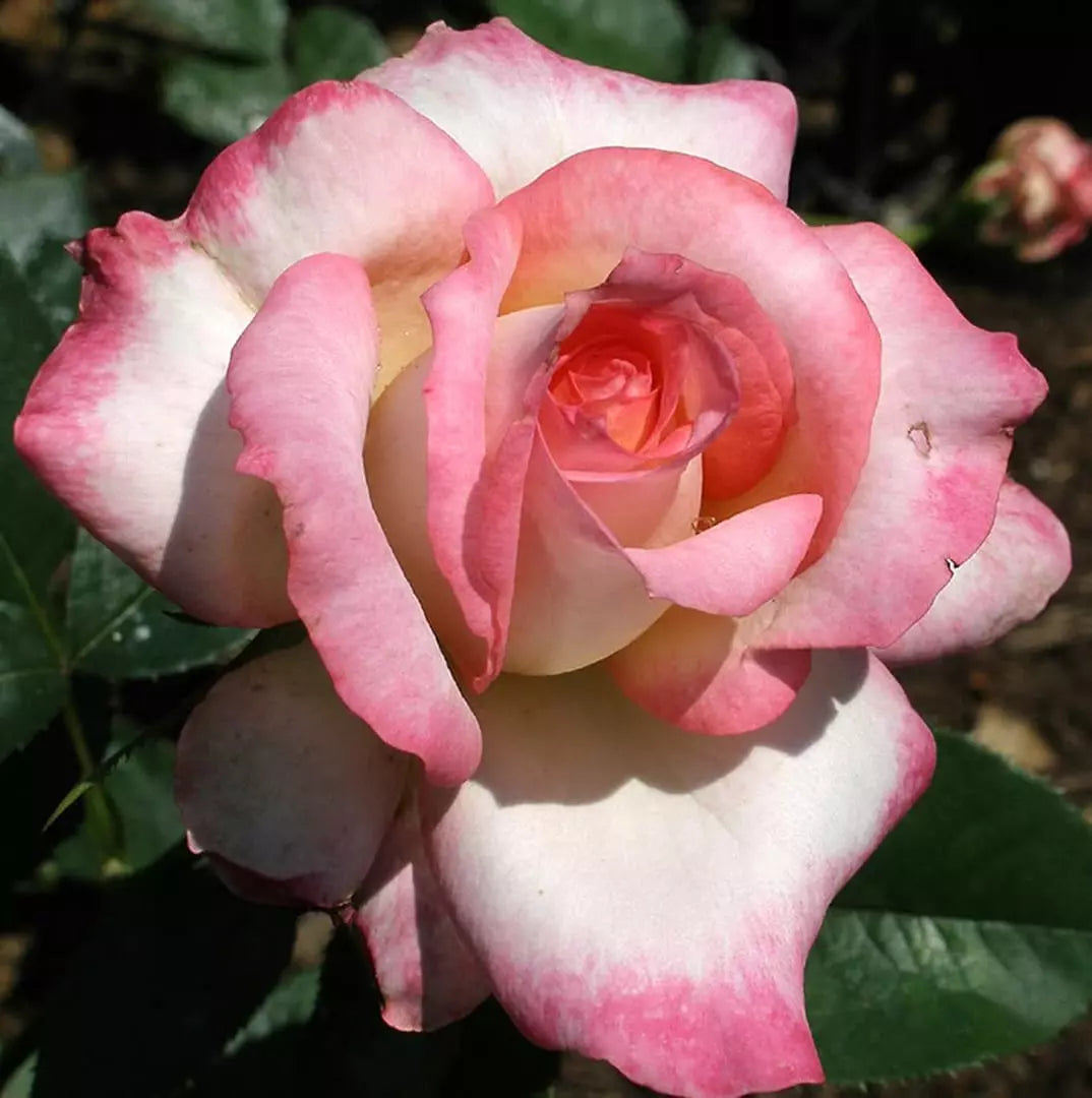 Kordes Perfecta Rose Bush