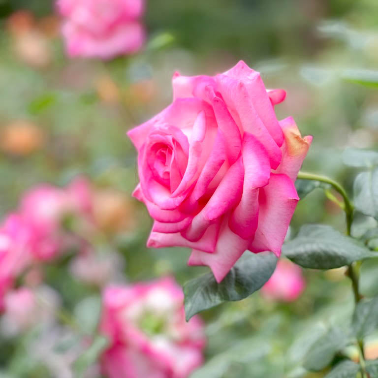Kordes® Perfecta Potted Rose Bush