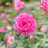 Kordes® Perfecta Bare Root Rose Bush
