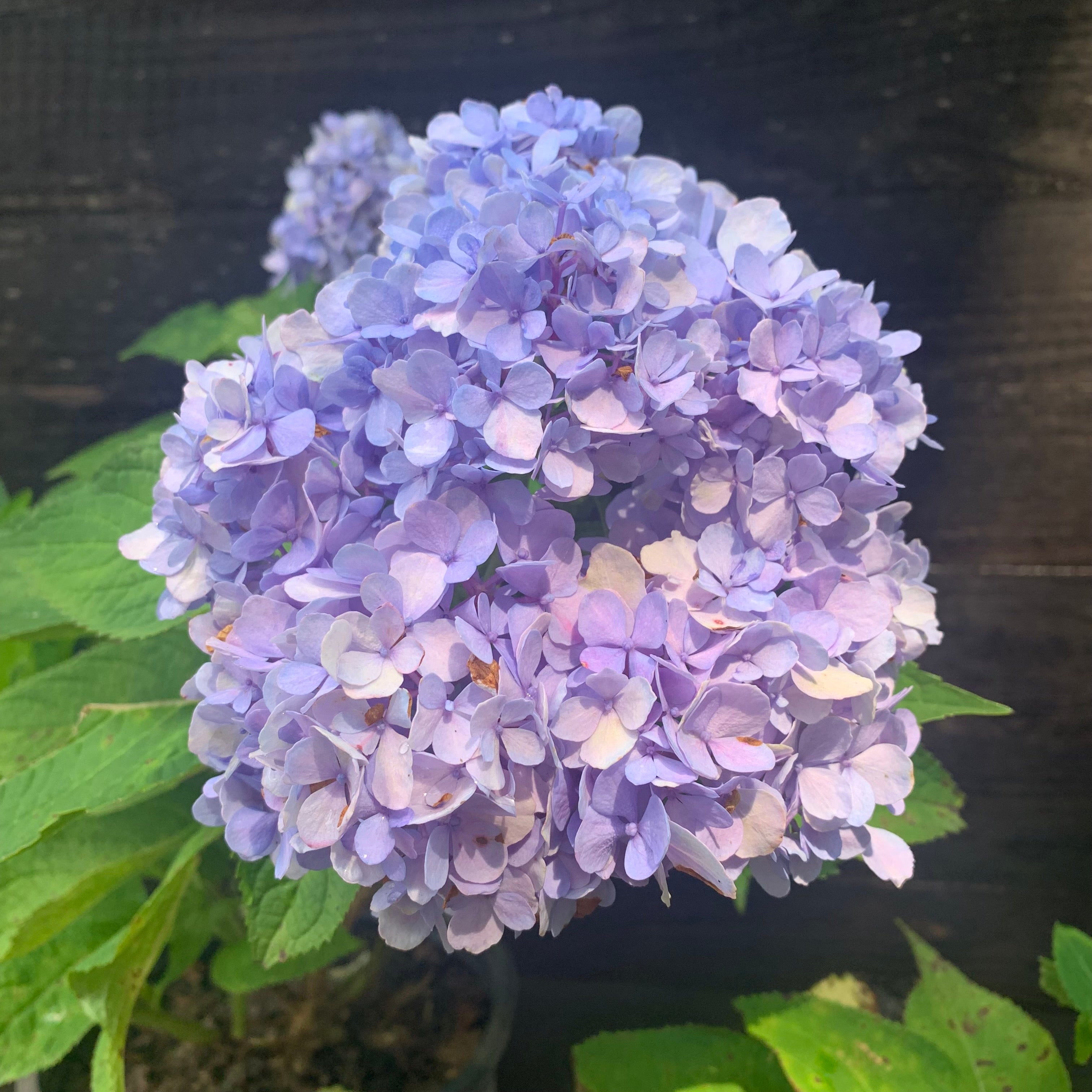 potted blue hydrangea plants Hydrangea Nikko Blue Potted Hydrangea Plant