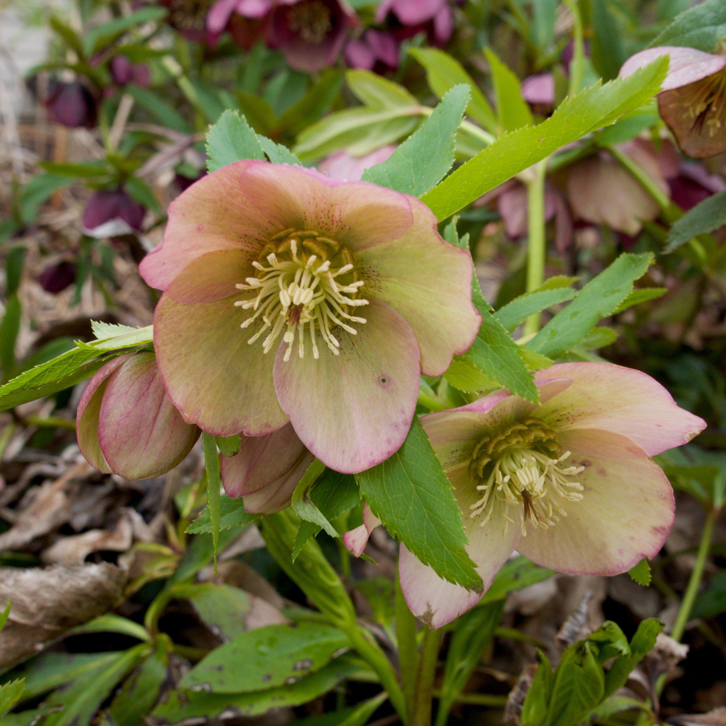 Helleborus x ericsmithii 'COSEH 730'  - HGC® Champion Lenten Rose