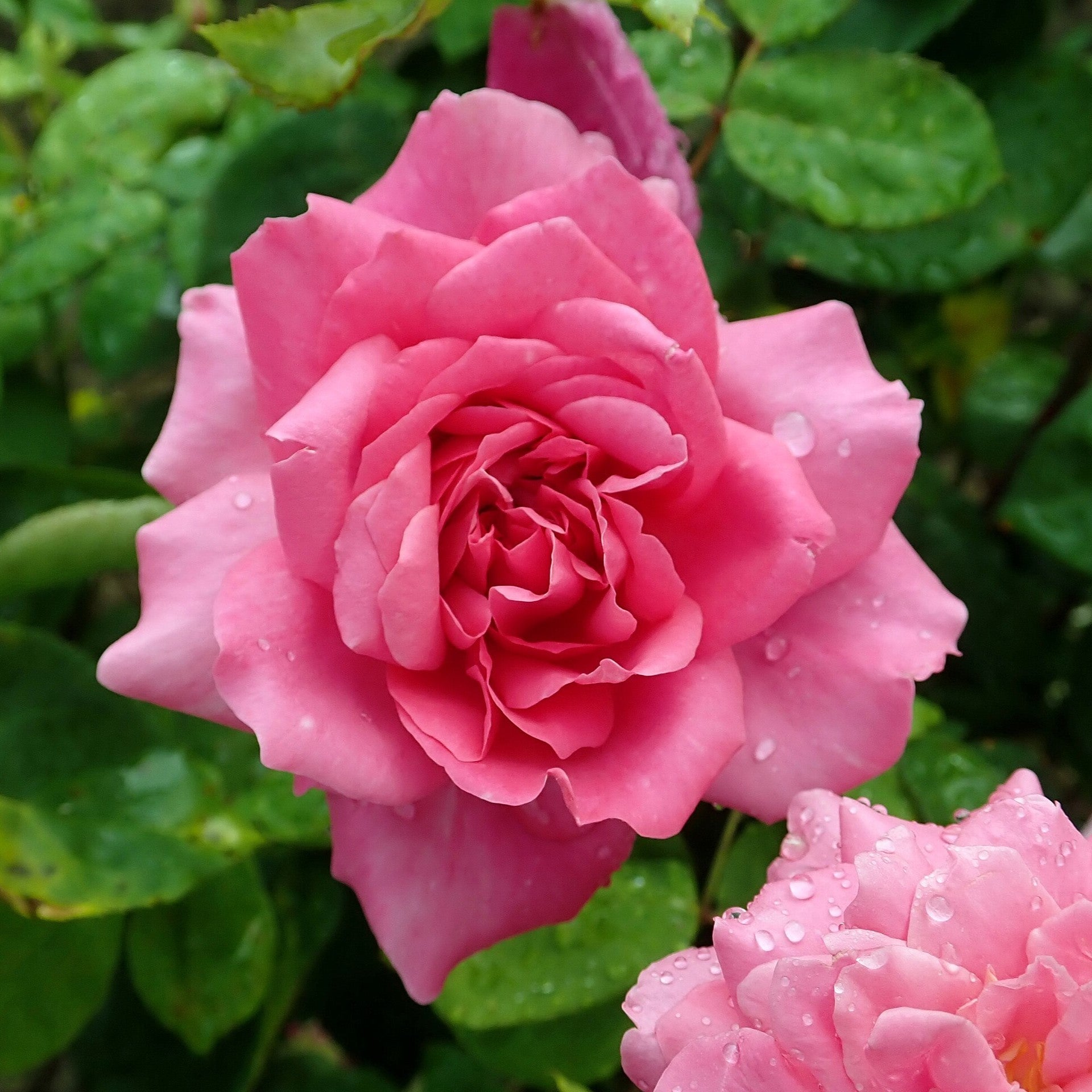 Sophys Rose | David Austin Red Rose | Grace Rose Farm