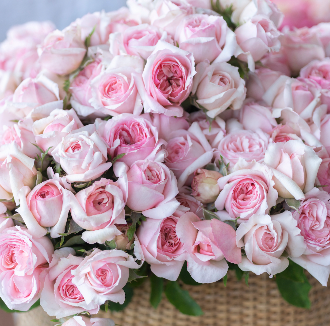 David Austin® The Lady Gardener® Potted Rose Bush