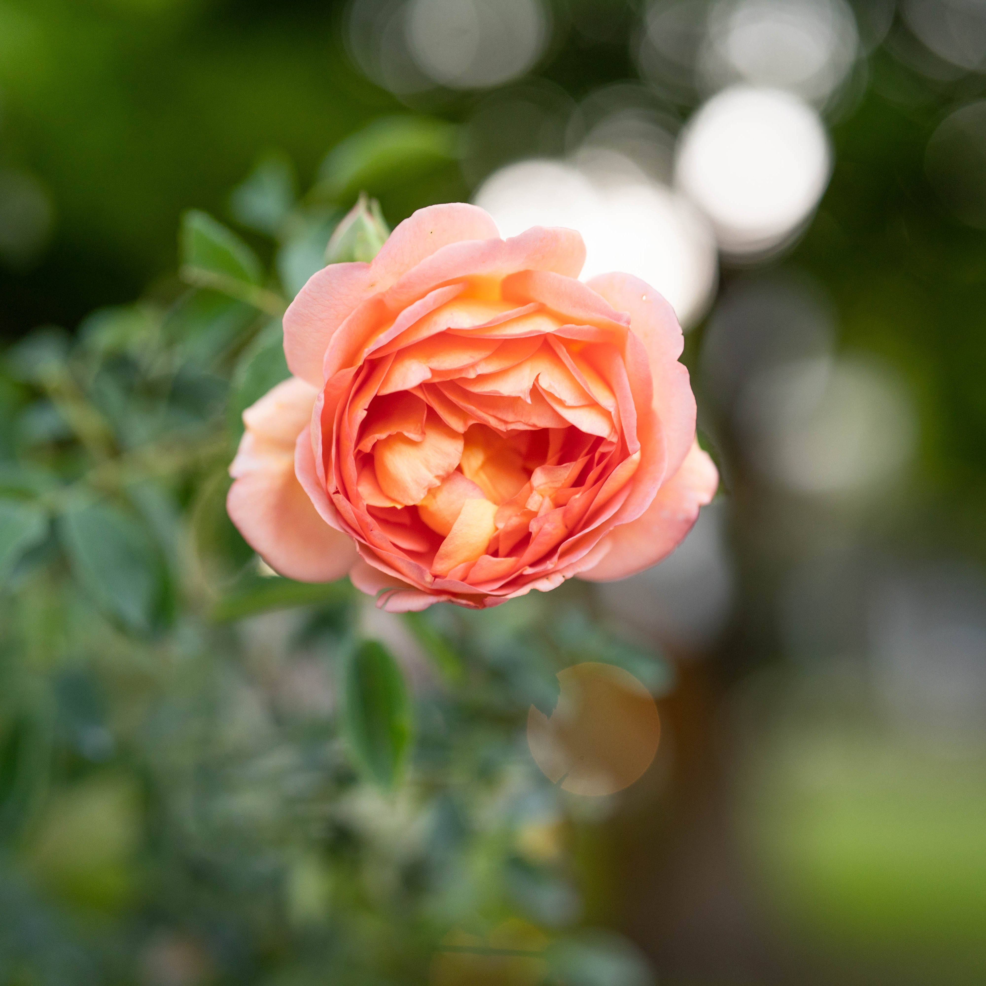 David Austin® Lady of Shalott™ Potted Rose Bush