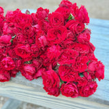 Lady in Red™ Potted Climbing Rose