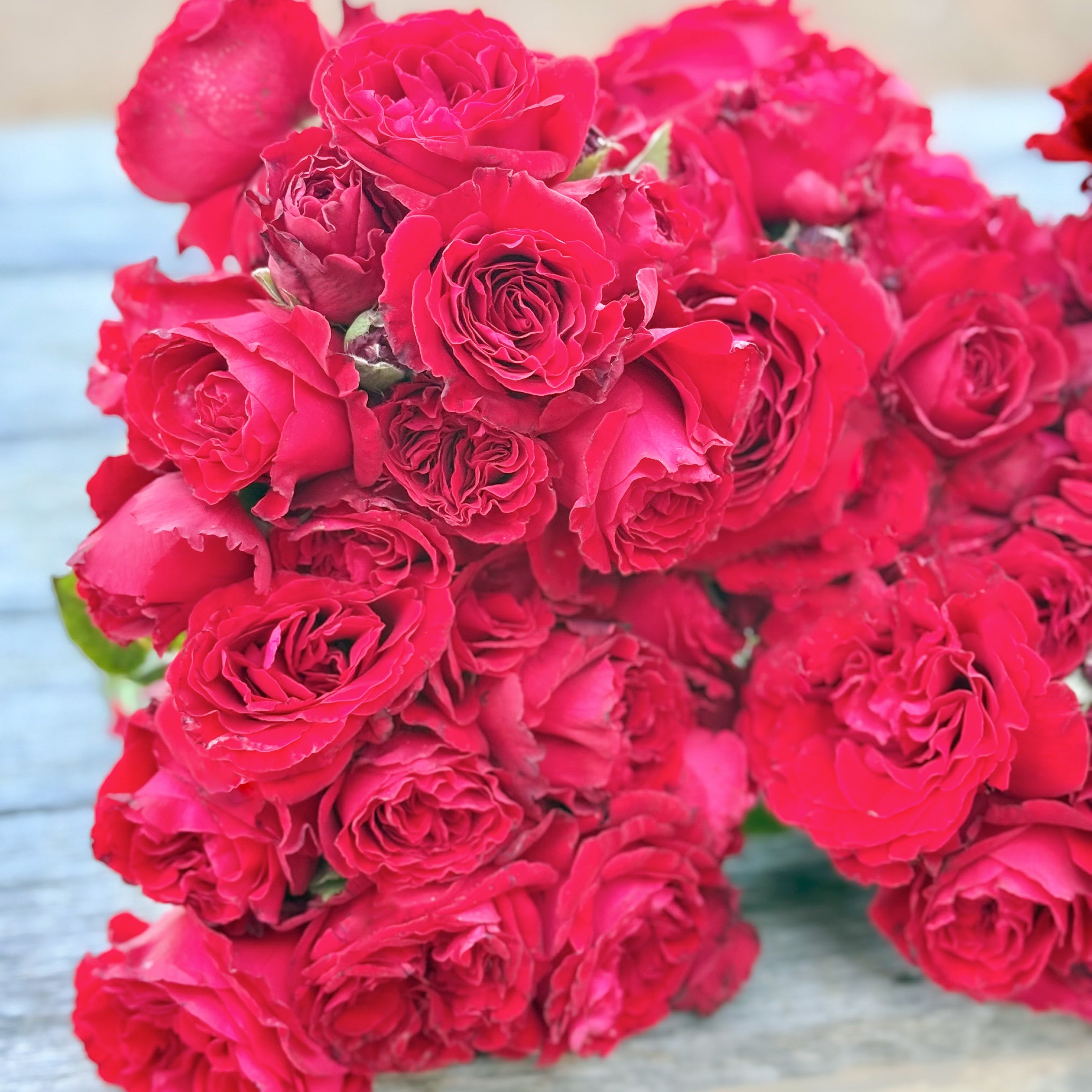 Lady In Red™ Bare Root Climbing Rose