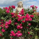 Arborose® Laguna™ Climbing Bare Root Rose