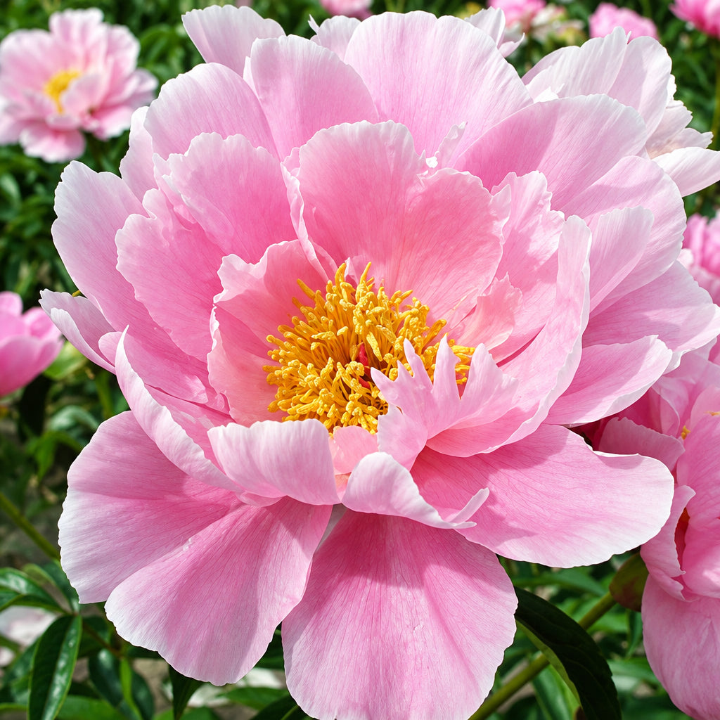 Peony Sea Shell - Peony Bulbs