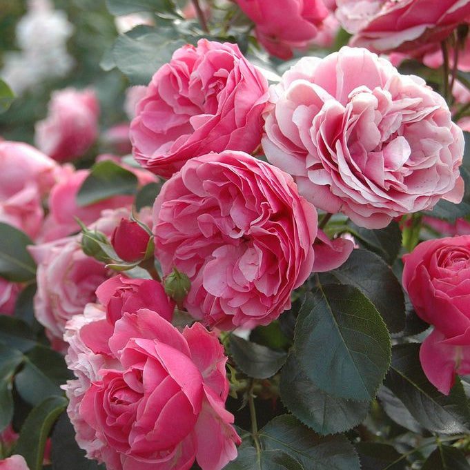 Leonardo da Vinci® Potted Rose Bush - Grace Rose Farm