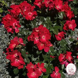 Liberty Bare Root Rose Bush