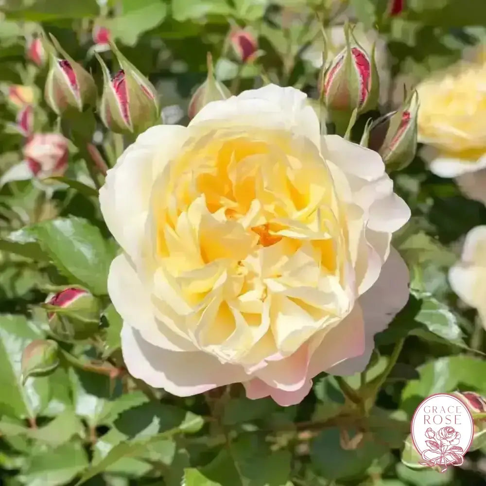 Life of the Party™ Potted Tree Rose