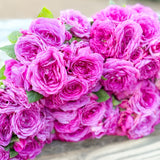 Life's Little Pleasures® Bare Root Rose Bush