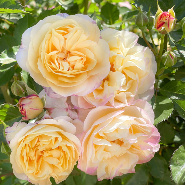 Life of the Party™ Bare Root Rose Bush