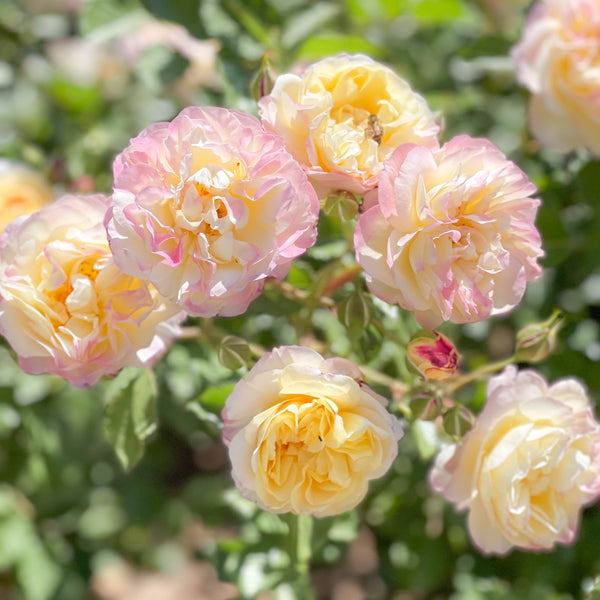 Life of the Party™ Bare Root Tree Rose