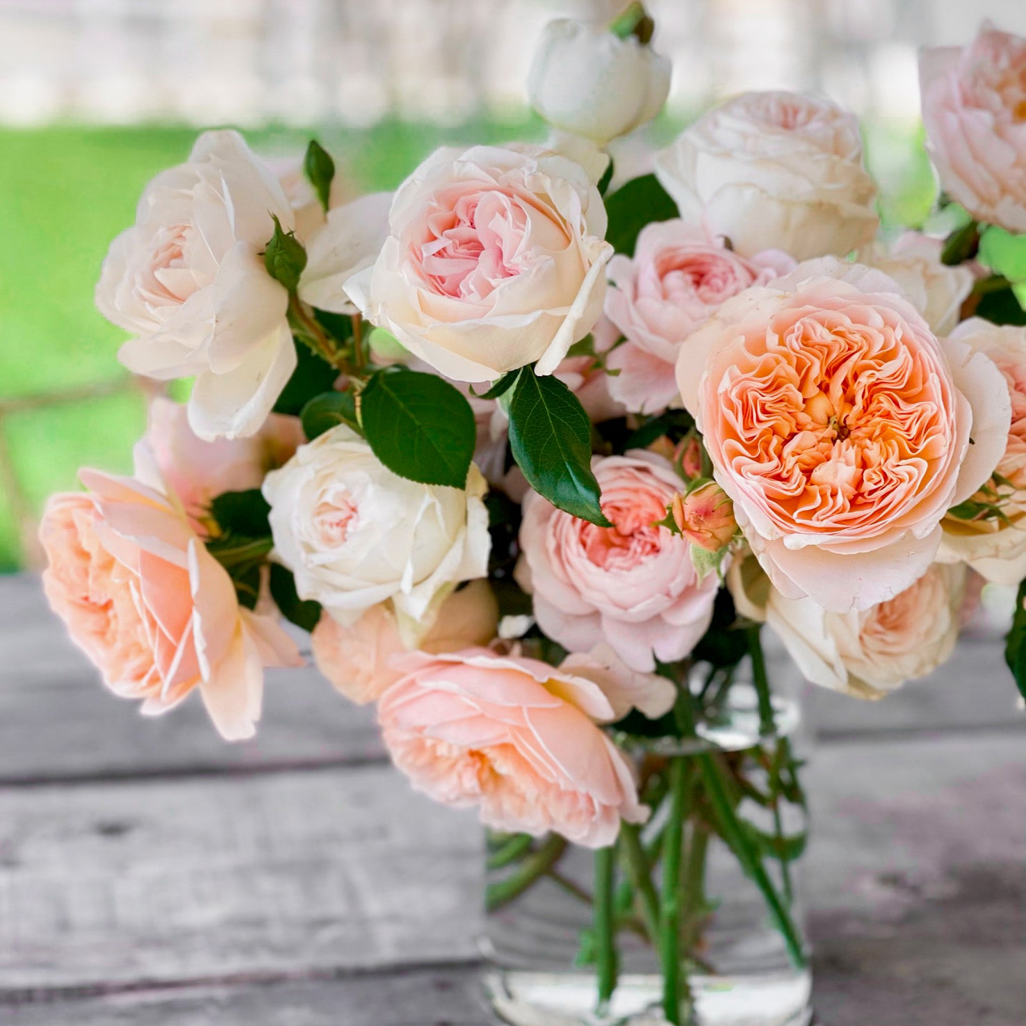 Gracie's Better Bare Root™ Roses - Kordes® - Grace Rose Farm