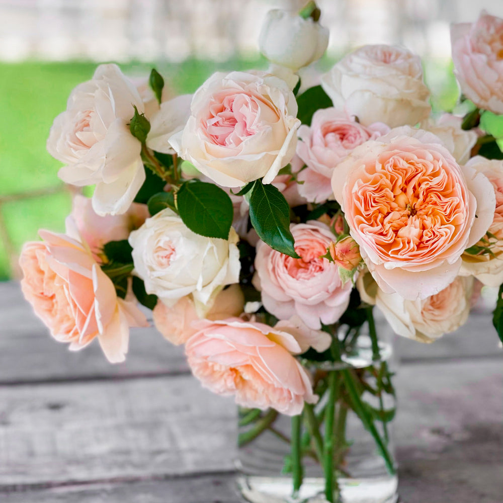 Bare Root Roses | Climbers & Budded Varieties | Grace Rose Farm