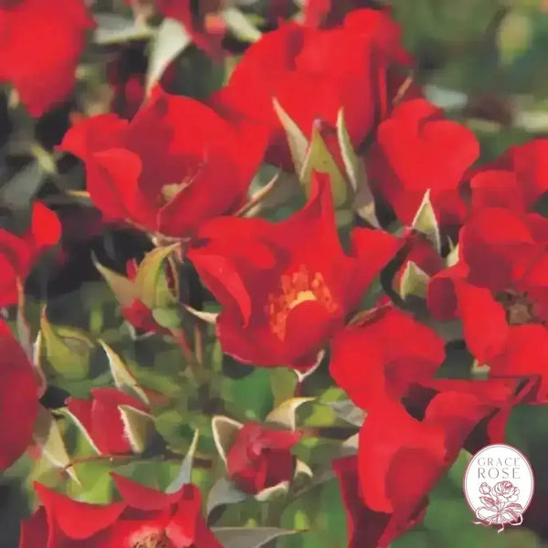 Look-A-Likes® BougainFeelYa® Potted Rose Bush