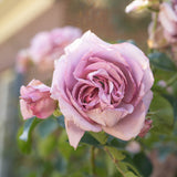Love Song™ Bare Root Rose Bush