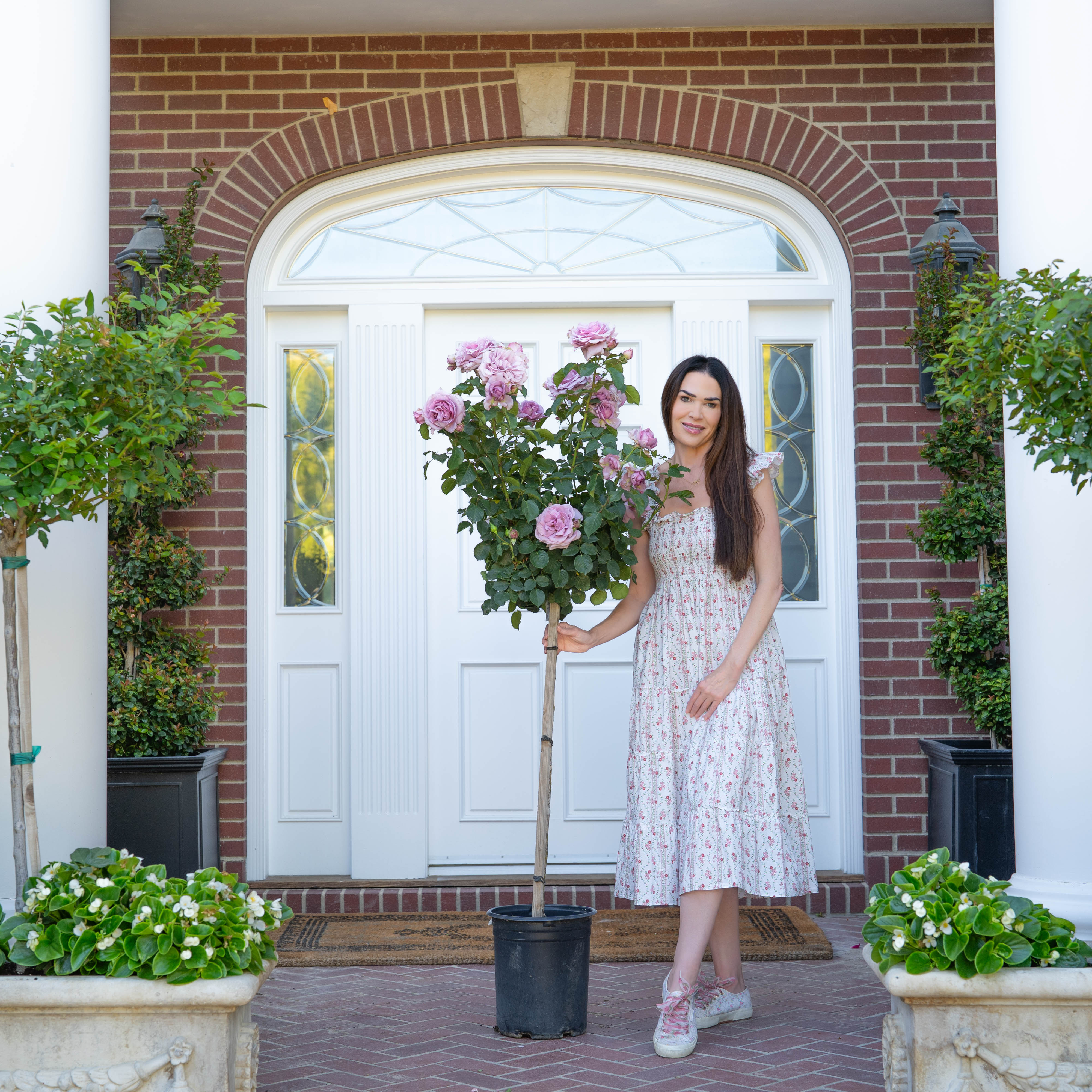 White Drift Tree Rose | White Patio Tree Rose | Grace Rose Farm