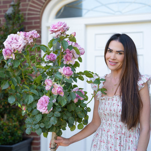 Love Song™ Bare Root Tree Rose