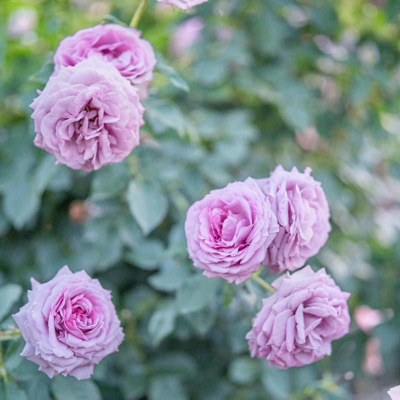 Love Song™ Bare Root Rose Bush