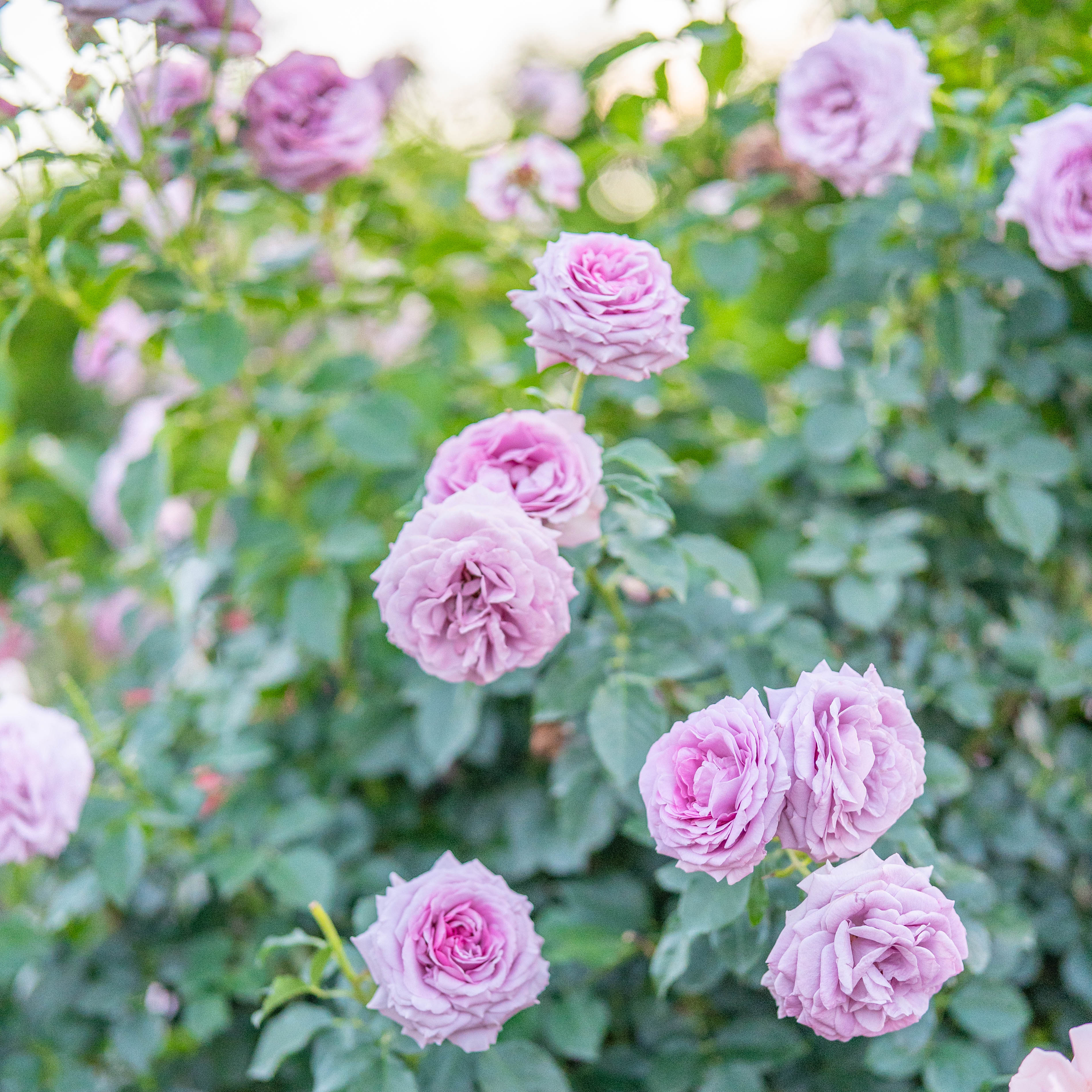 Love Song™ Potted Rose Bush