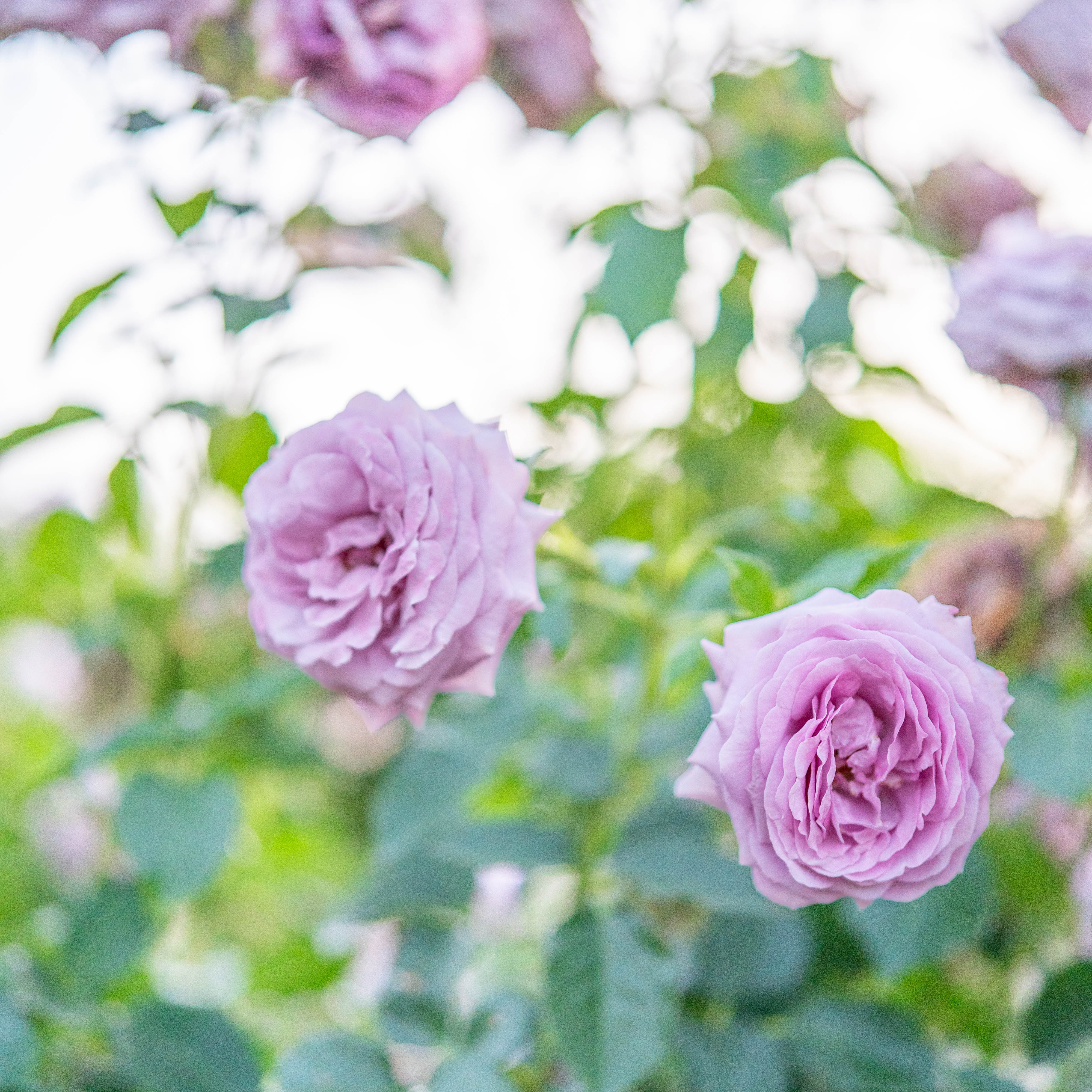 Love Song™ Bare Root Tree Rose