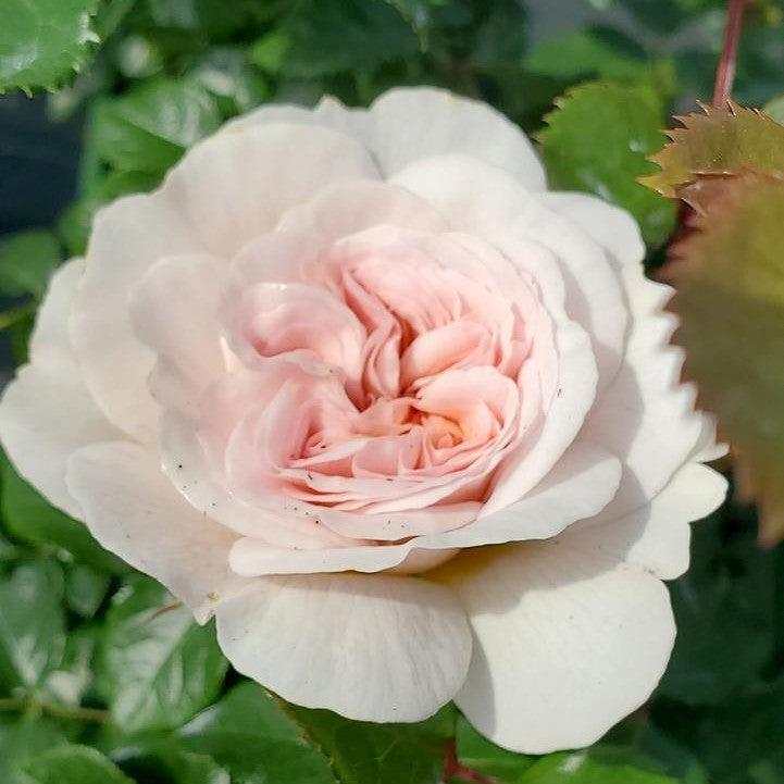 David Austin® Emily Bronte™ Potted Rose Bush