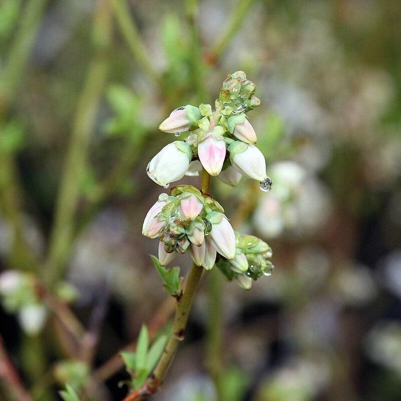 Blueberry 'Bluecrop' Highbush Potted Blueberry Plant