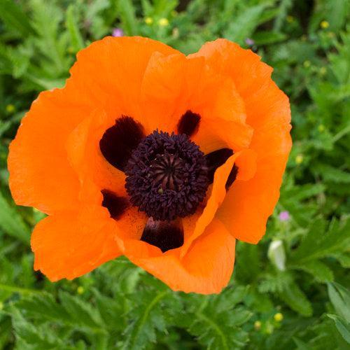 Poppy Prince of Orange Potted Poppy Plant