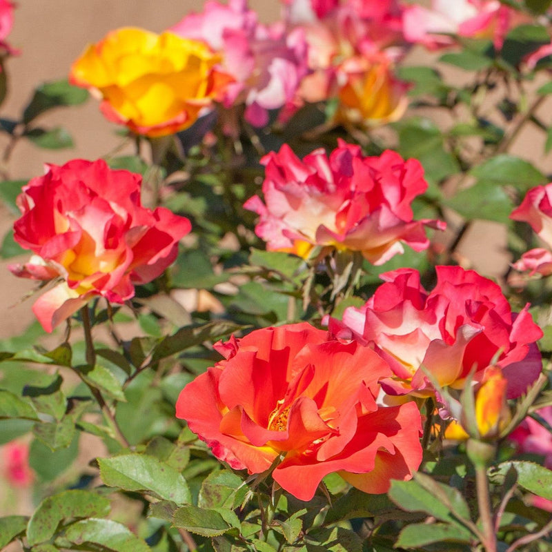 Sunset Horizon™ Potted Rose Bush