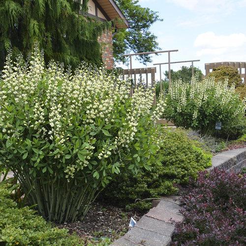 Proven Winners® Baptisia Decadence® Vanilla Cream Potted False Indigo Plant
