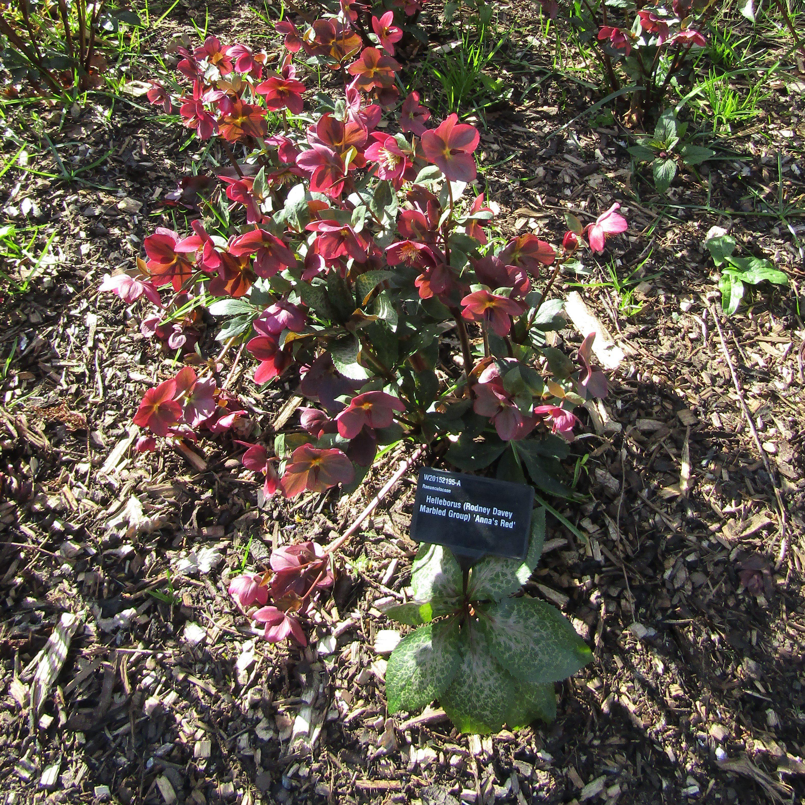 あさみ　ボストンL 2点　rosy pink Hellebore Frostkiss® Anna's Red Potted Lenten Rose Plant
