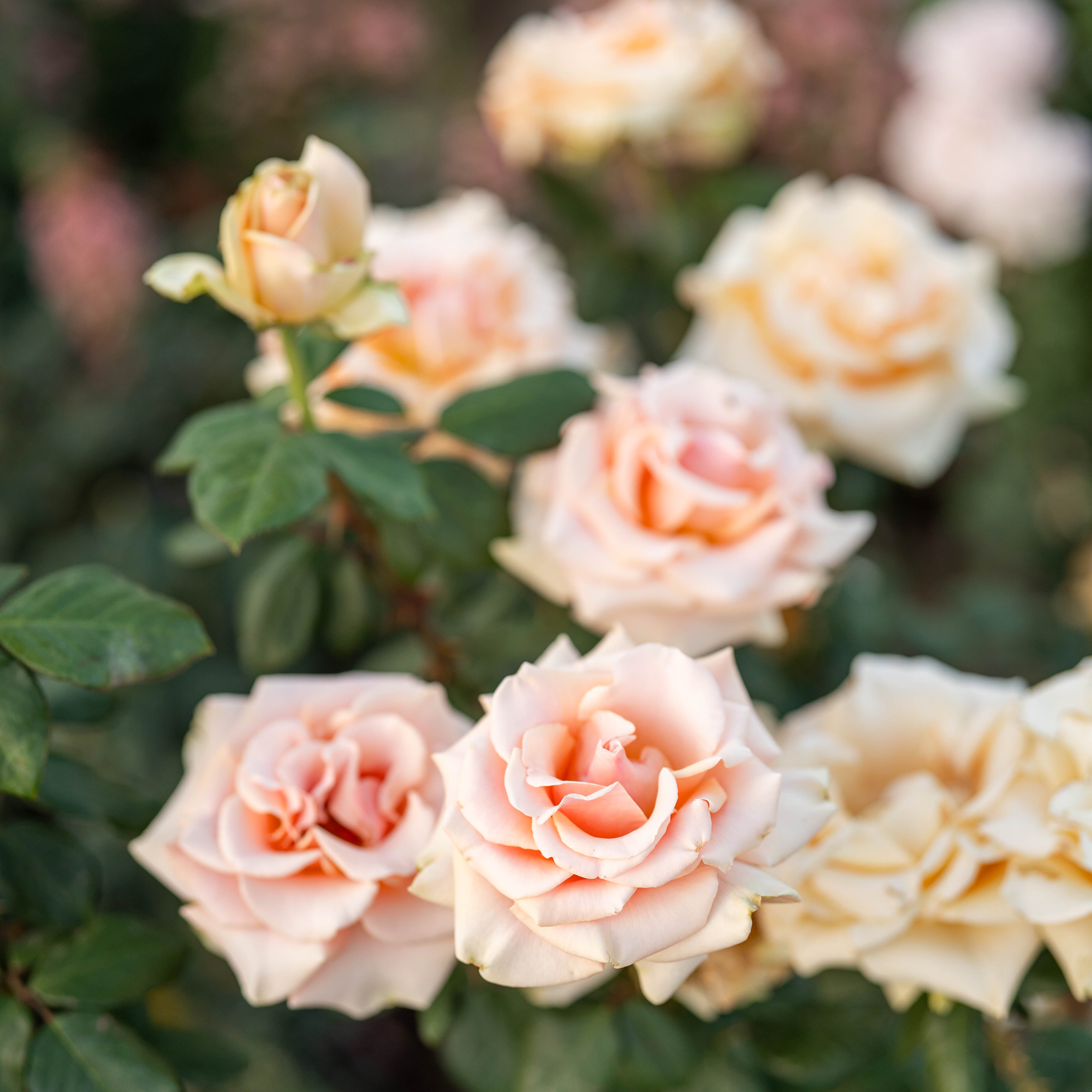 Marilyn Monroe™ Potted Rose Bush