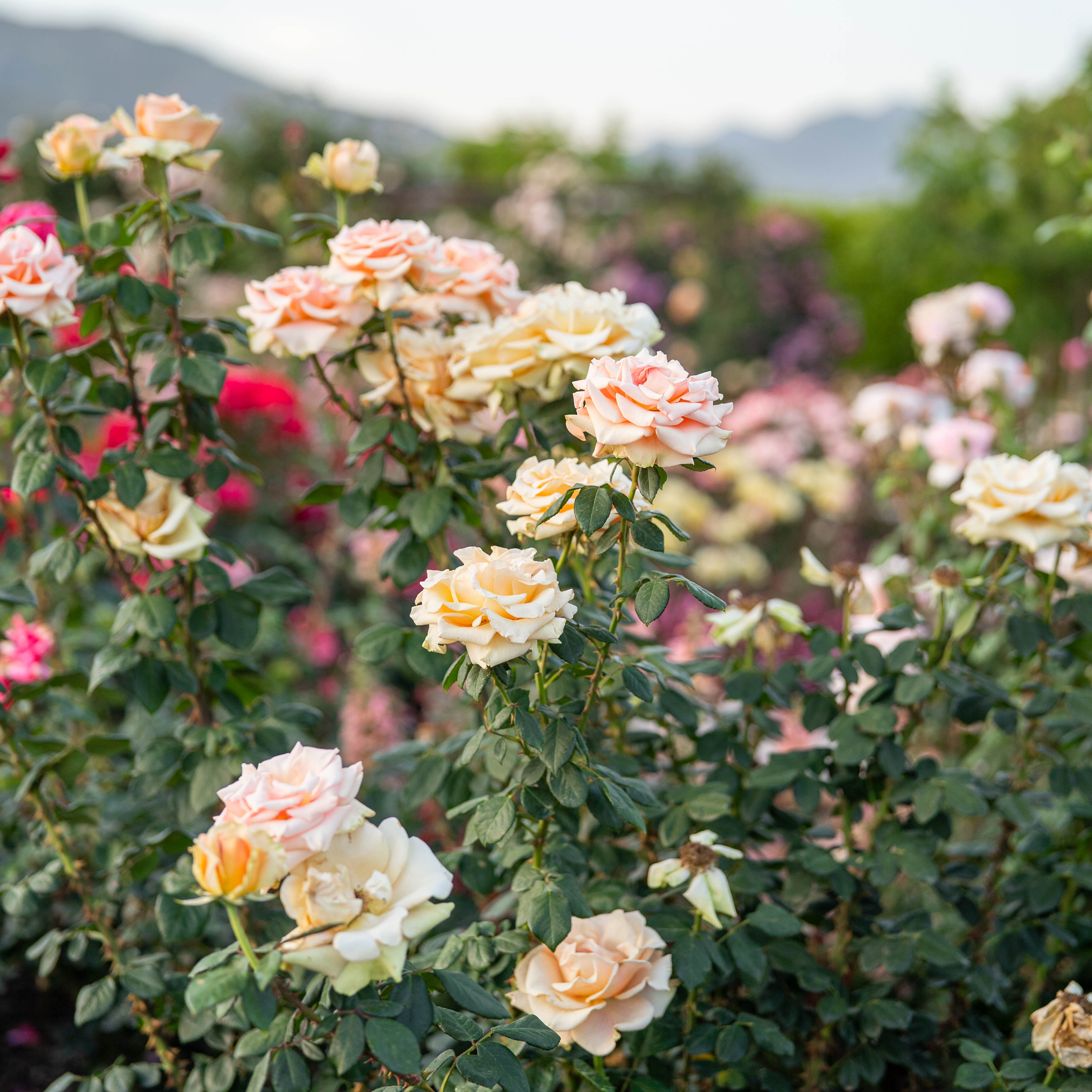Marilyn Monroe Rose | Apricot Hybrid Tea Rose | Grace Rose Farm
