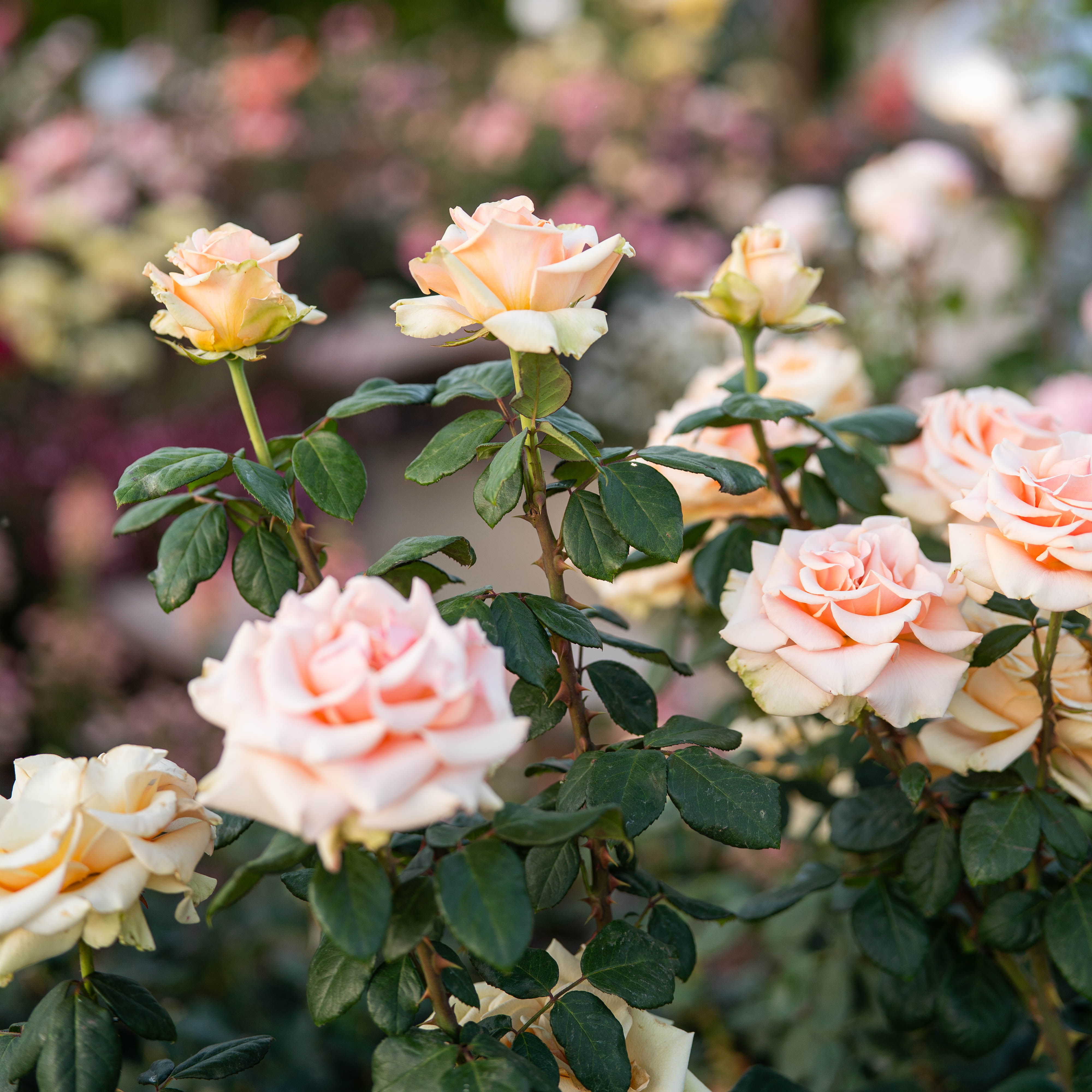 マリリンモンロー Marilyn Monroe Rose | Apricot Hybrid Tea Rose | Grace Rose Farm