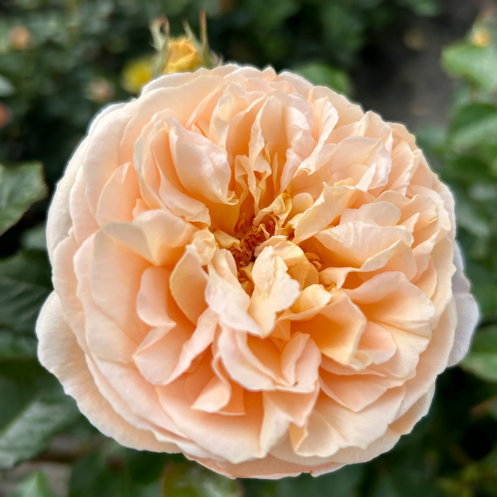 Wilhelmina-Grace Rose Bush - Thumbnail 5