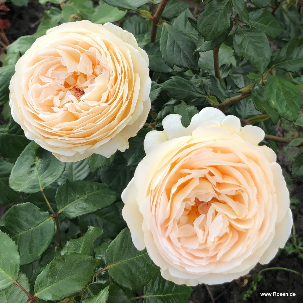 Wilhelmina-Grace Rose Bush - Thumbnail 3